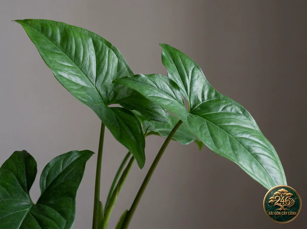Botanical identification detail of Big-leaf syngonium (Syngonium macrophyllum): morphological foliage and stem characteristics
