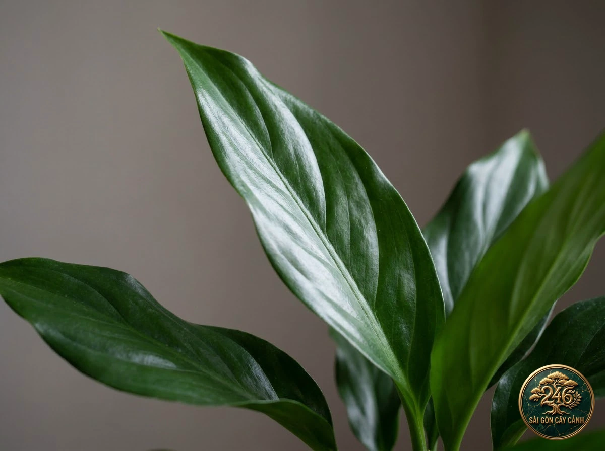 Ảnh chi tiết Vạn lộc lá bóng mượt Aglaonema nitidum: đặc điểm nhận diện hình thái học lá và thân