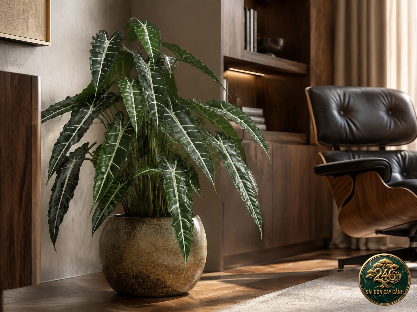 Linden's angel-wing: in a living space
