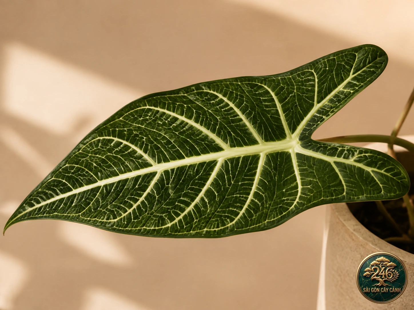 Linden's angel-wing: identification details