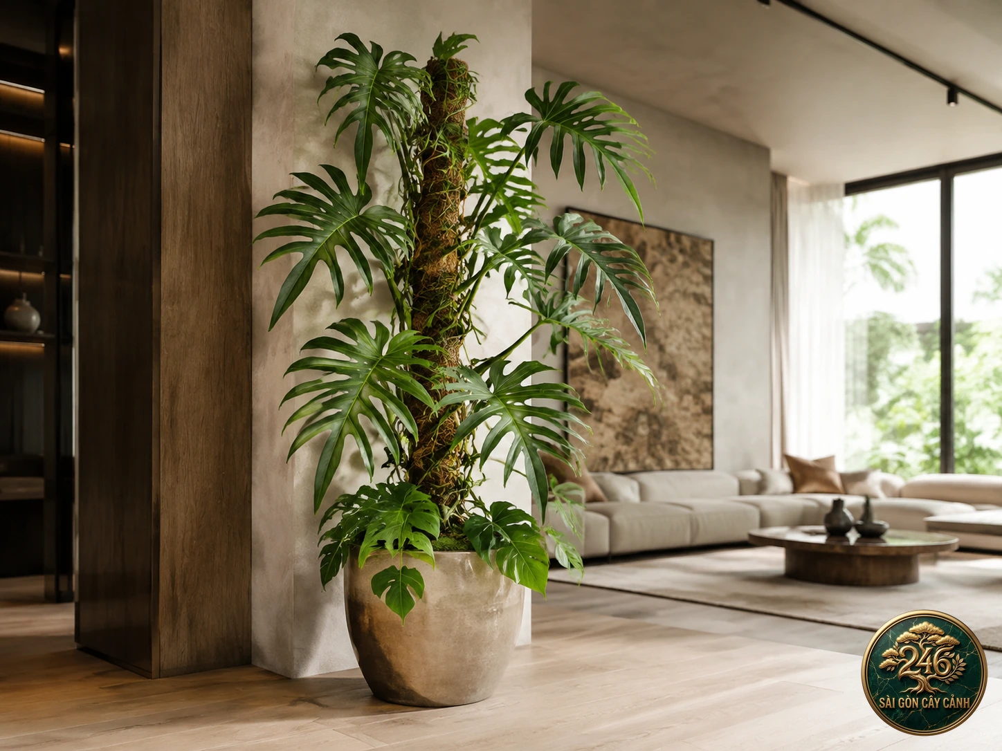 Creeping philodendron decursiva: in a living space