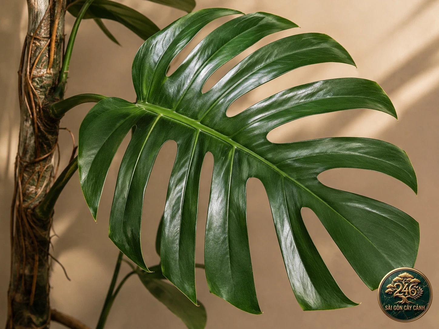 Creeping philodendron decursiva: identification details