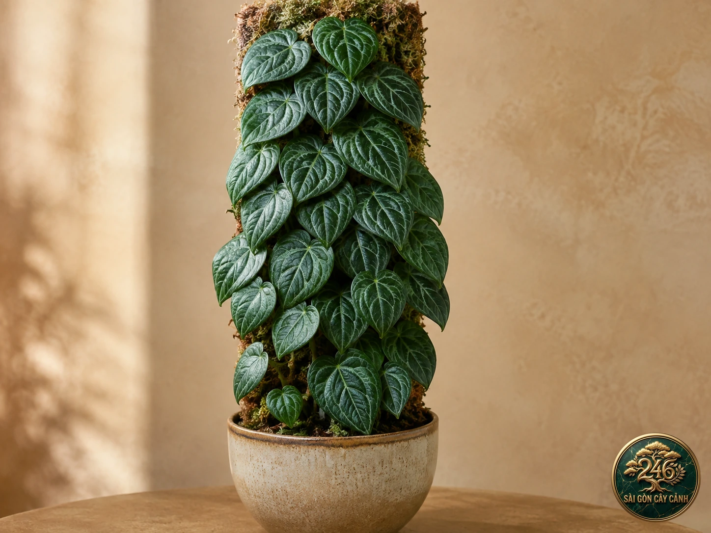 Hình ảnh hồ sơ Trầu bà áp đá gân bạc (Rhaphidophora cryptantha)