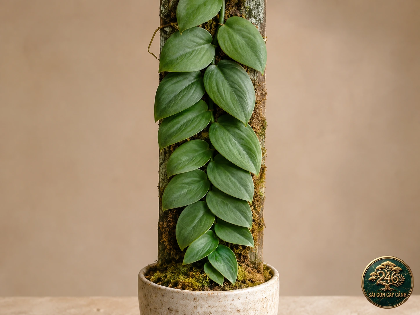 Hình ảnh hồ sơ Trầu bà phiến dẹt ốp tường (Rhaphidophora korthalsii)