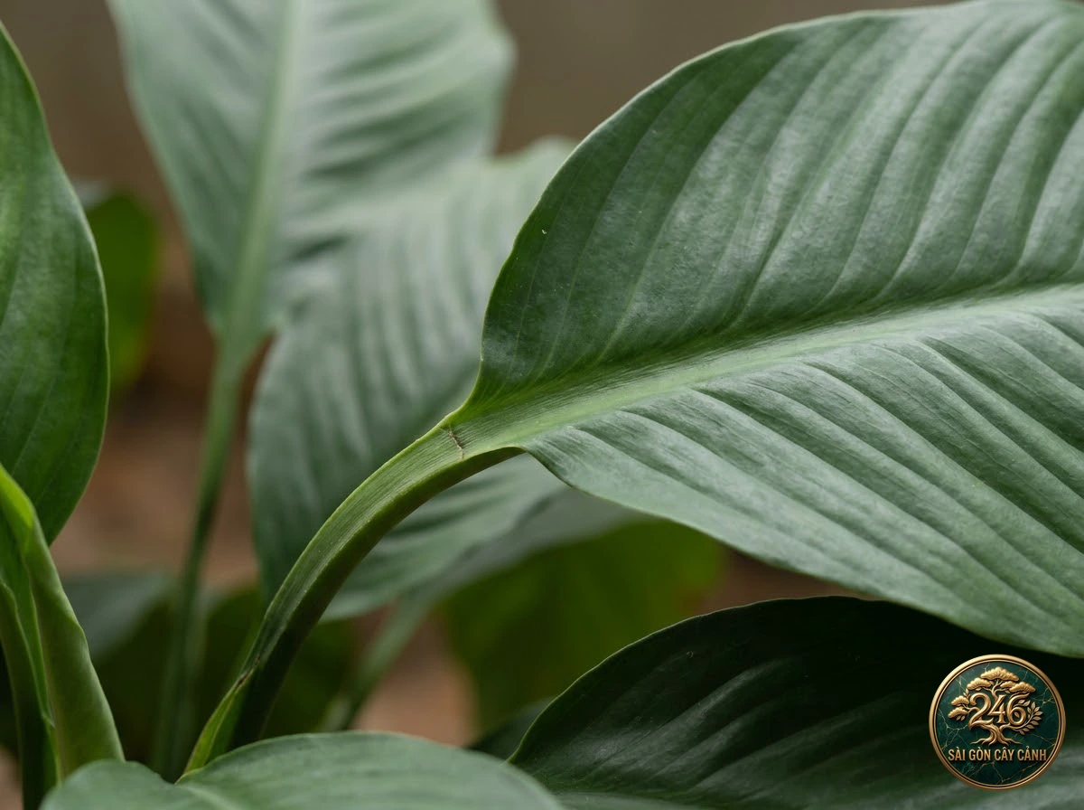 Spoon-spathe peace lily: identification details