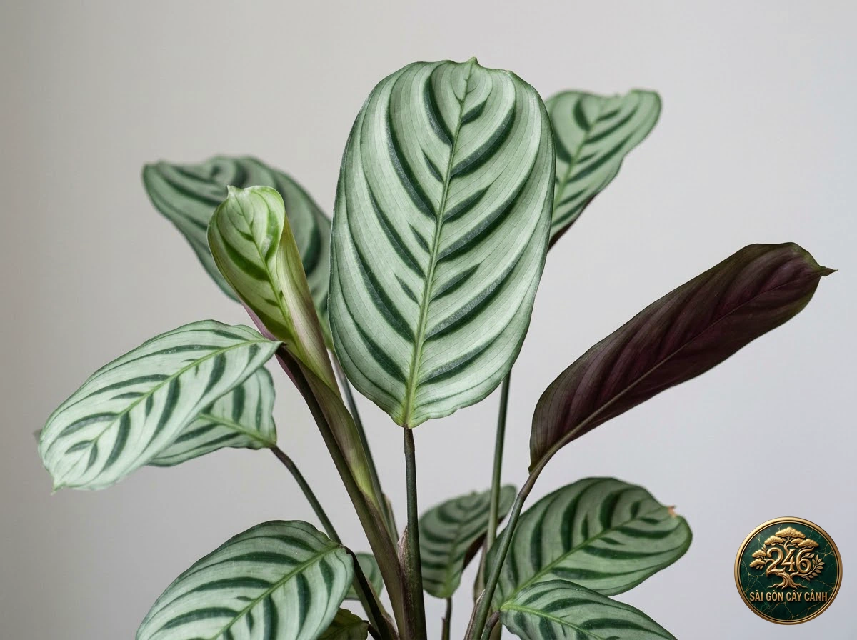 Fishbone prayer plant: identification details