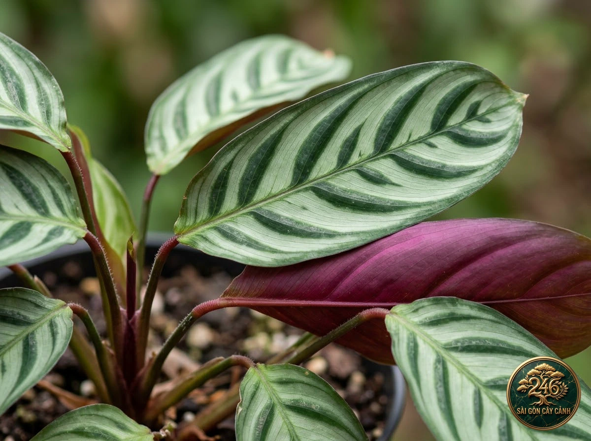 Never-never plant: identification details