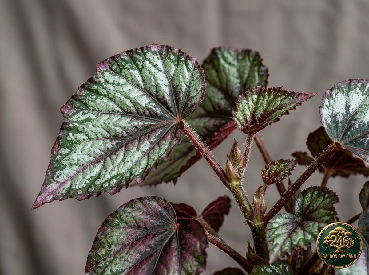 King begonia: identification details