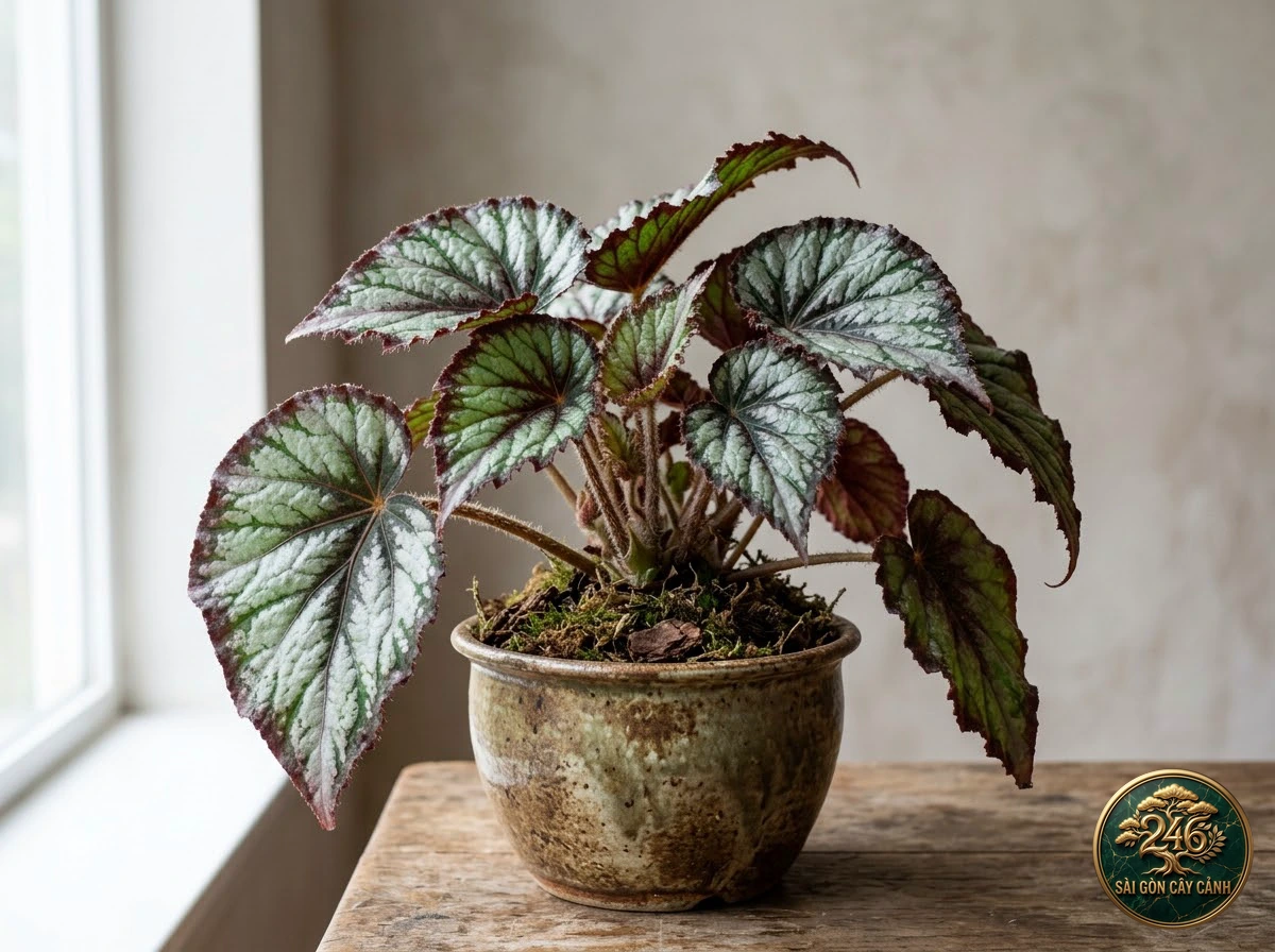 Hình ảnh hồ sơ Thu hải đường lá gấm hoàng gia (Begonia rex)