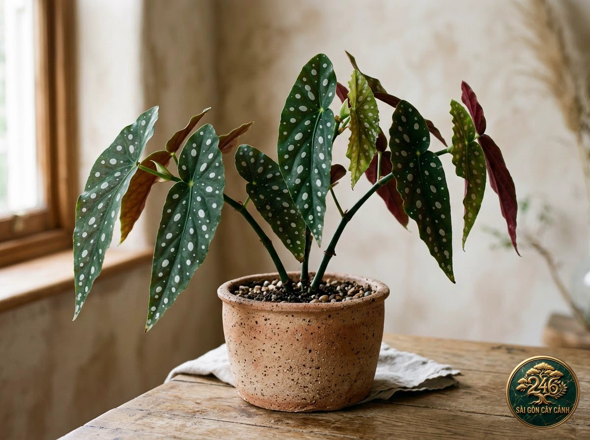 Hình ảnh hồ sơ Thu hải đường chấm bi trắng (Begonia maculata)