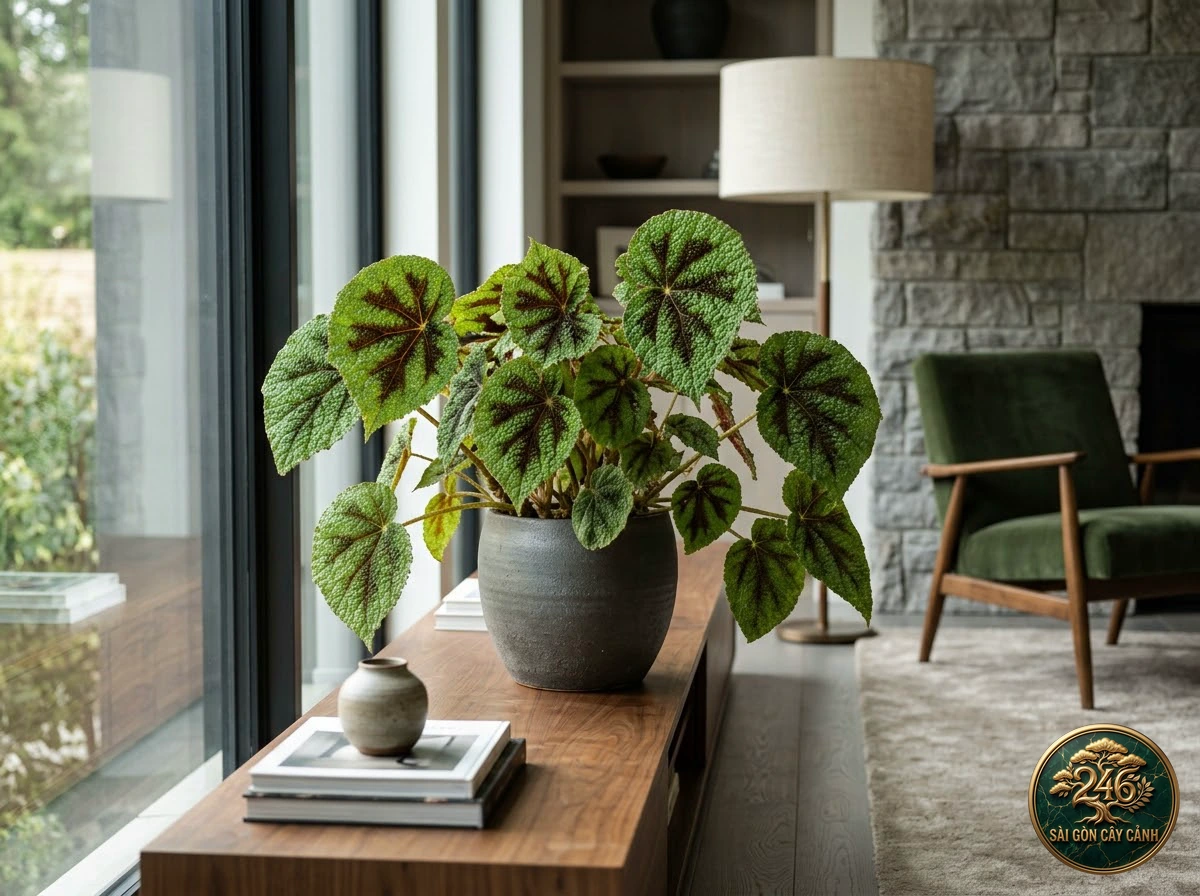 Iron cross begonia: in a living space