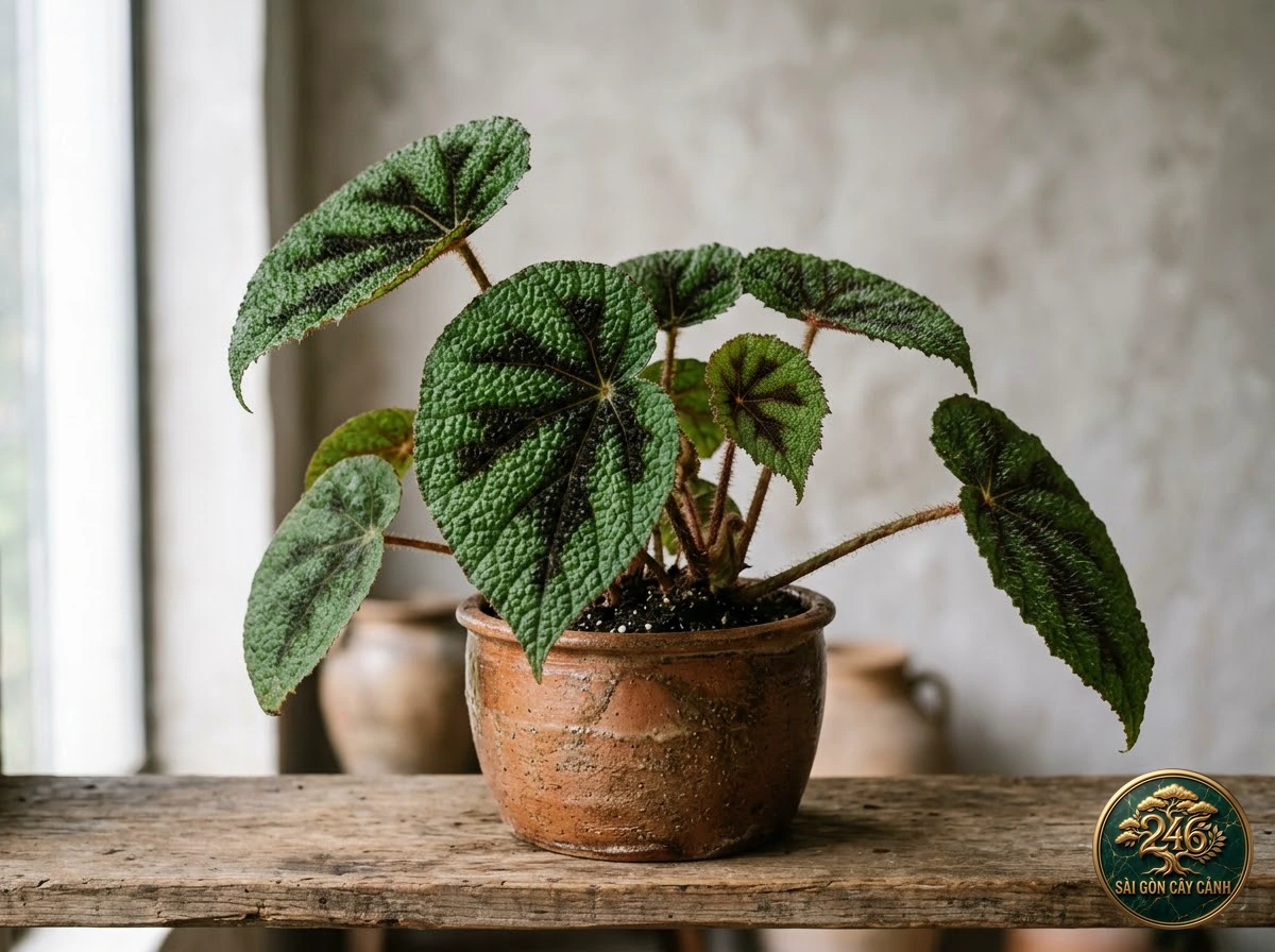 Hình ảnh hồ sơ Thu hải đường chữ thập sắt (Begonia masoniana)