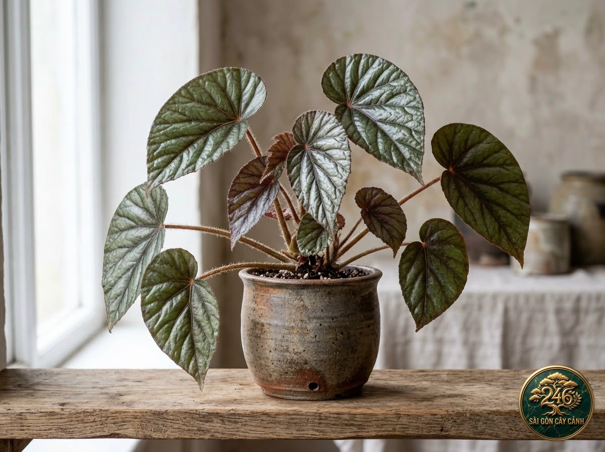 Hình ảnh hồ sơ Thu hải đường ánh kim (Begonia metallica)
