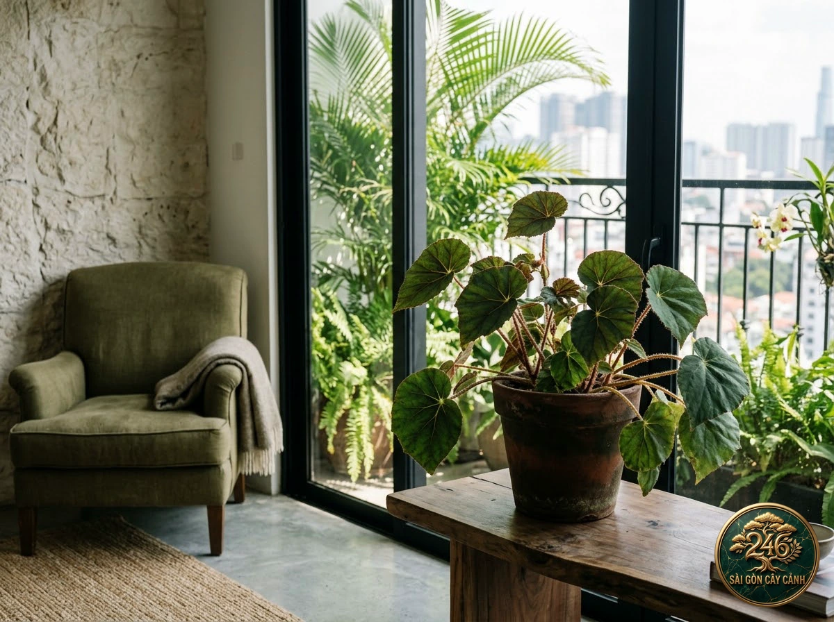 Eyelash begonia: in a living space