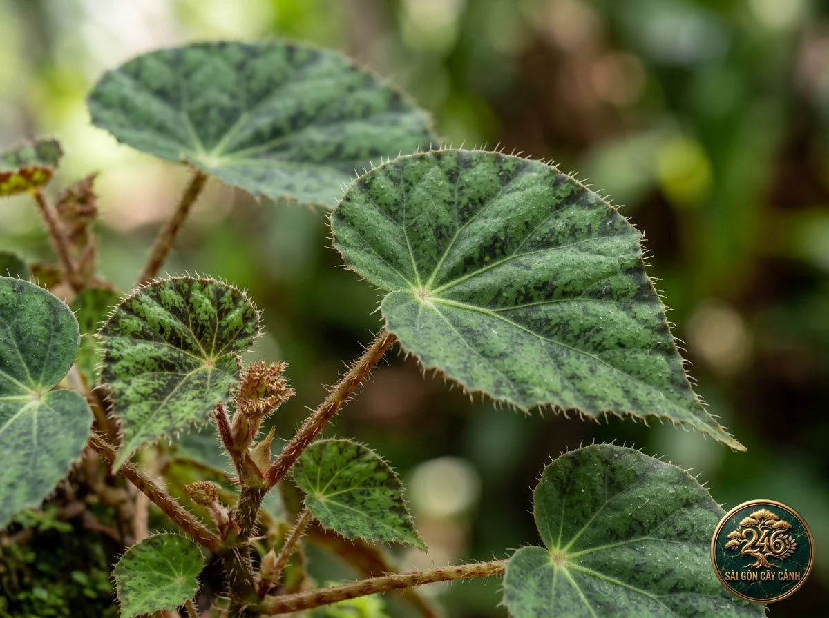 Eyelash begonia: identification details