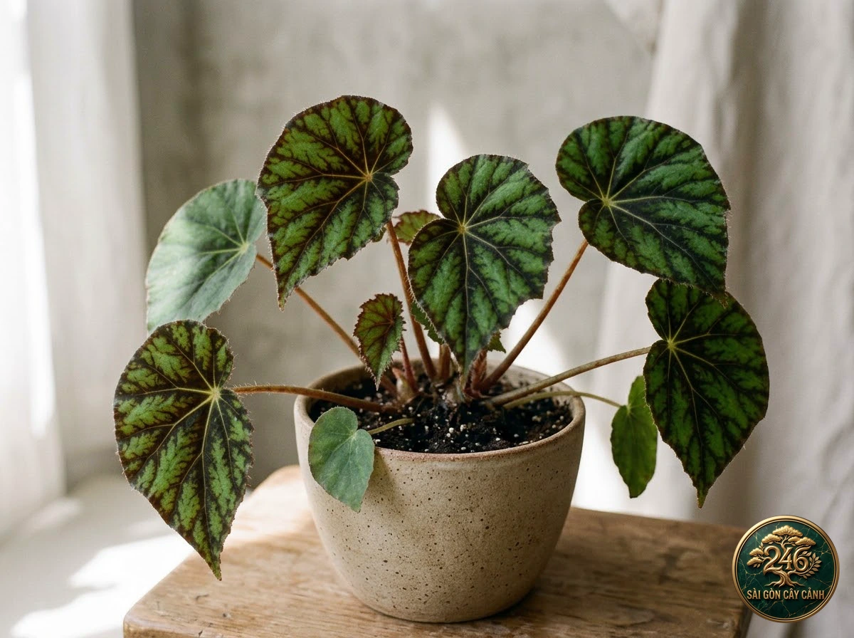 Hình ảnh hồ sơ Thu hải đường mắt hổ (Begonia bowerae)