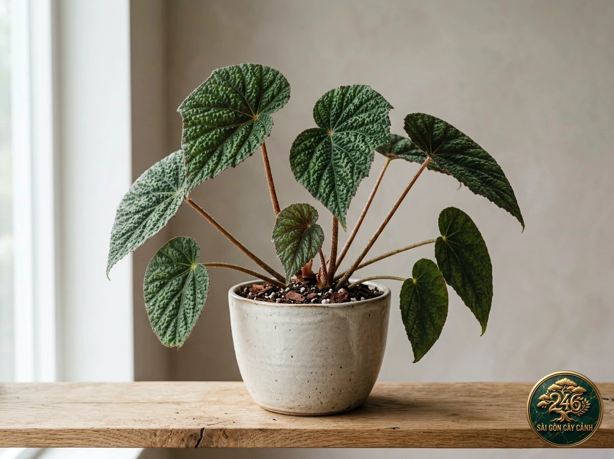 Hình ảnh hồ sơ Thu hải đường hoàng đế nhung (Begonia imperialis)