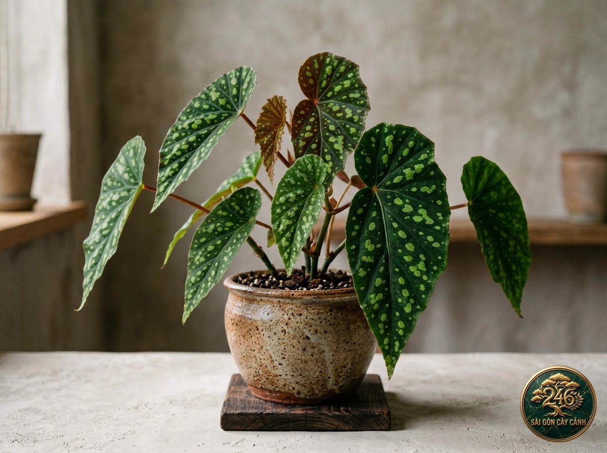 Hình ảnh hồ sơ Thu hải đường đốm ngọc (Begonia chlorosticta)