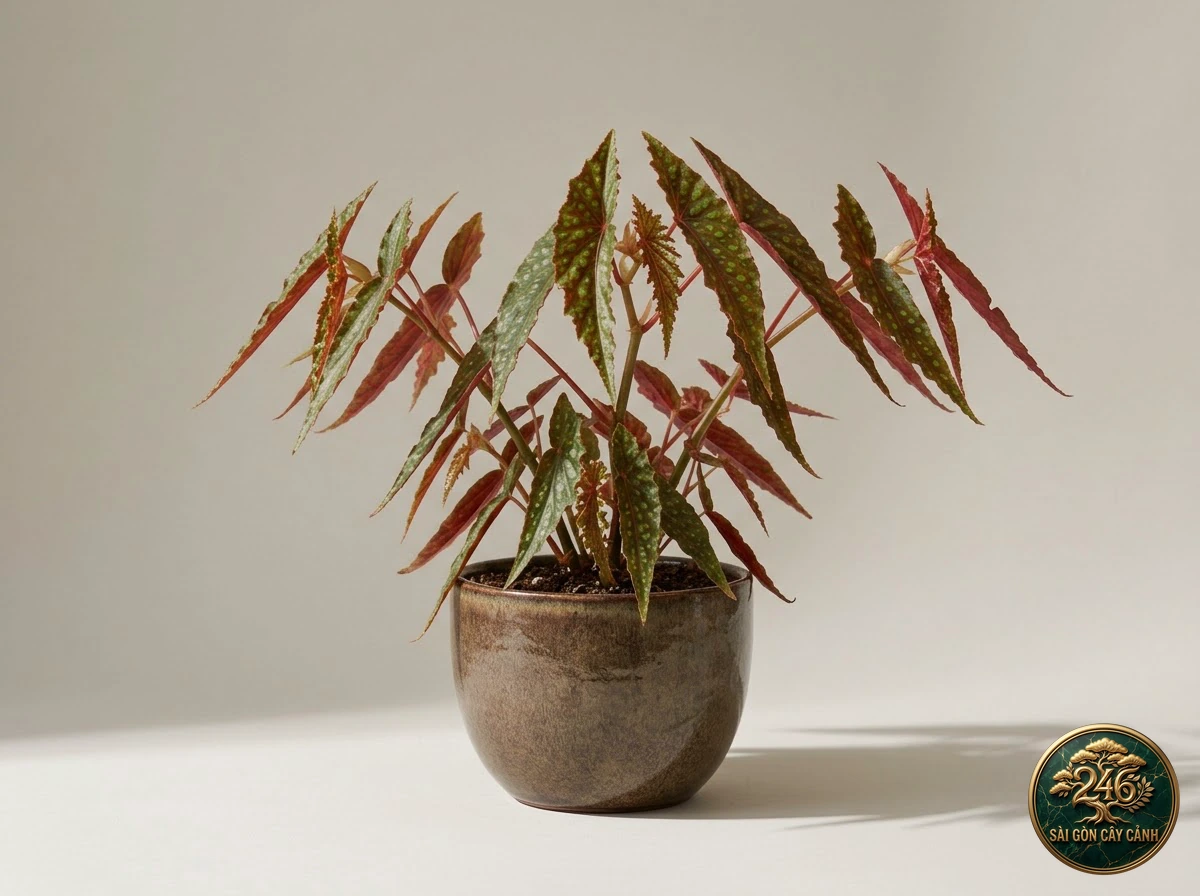 Hình ảnh hồ sơ Thu hải đường cánh bướm nhọn (Begonia amphioxus)