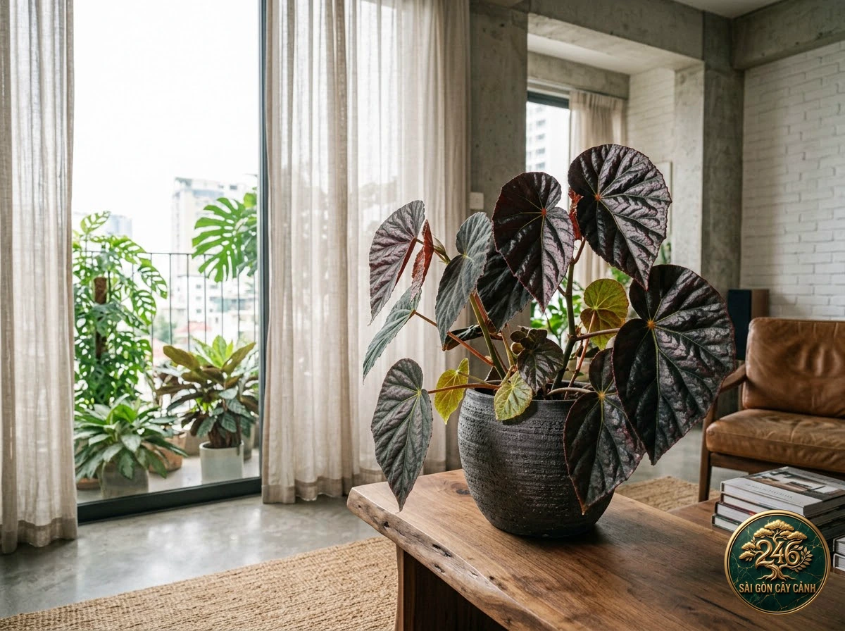 Darth vader begonia: in a living space