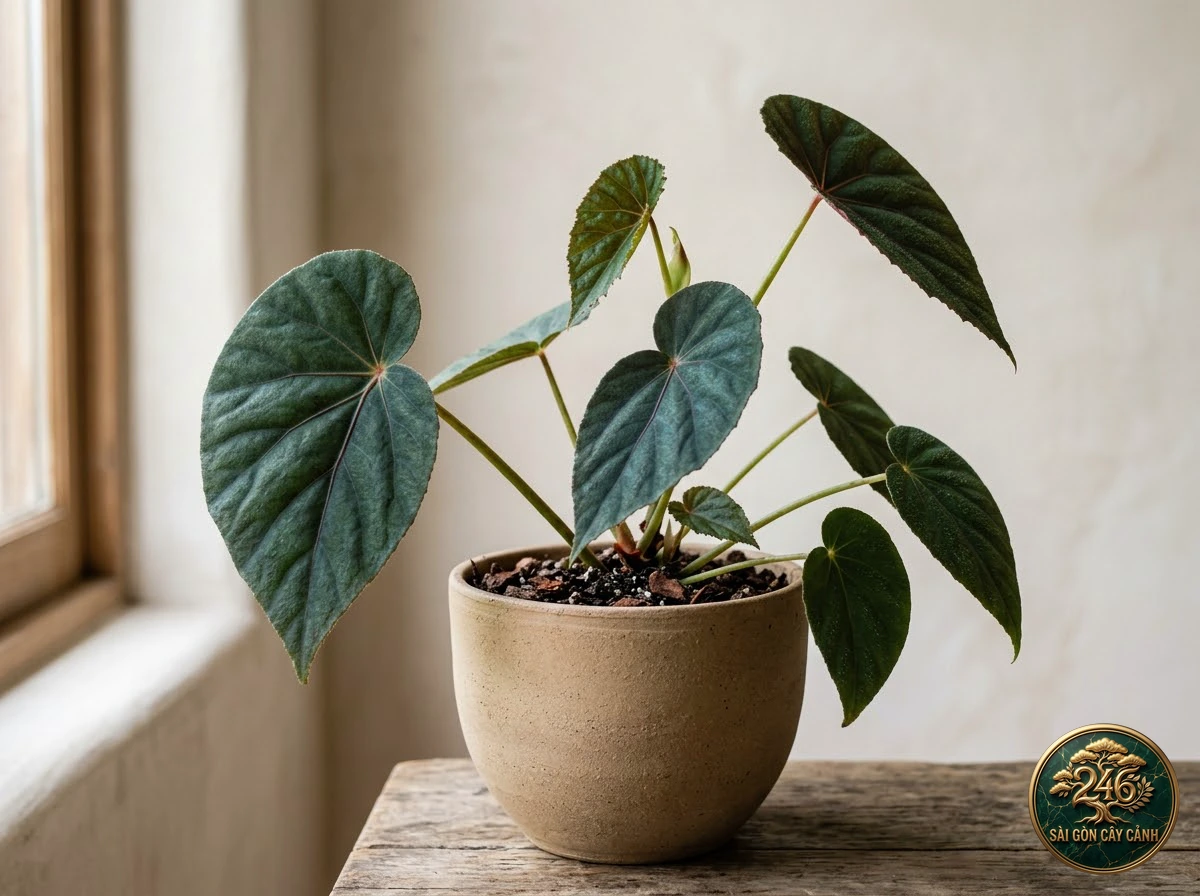 Hình ảnh hồ sơ Thu hải đường phát quang xanh (Begonia pavonina)