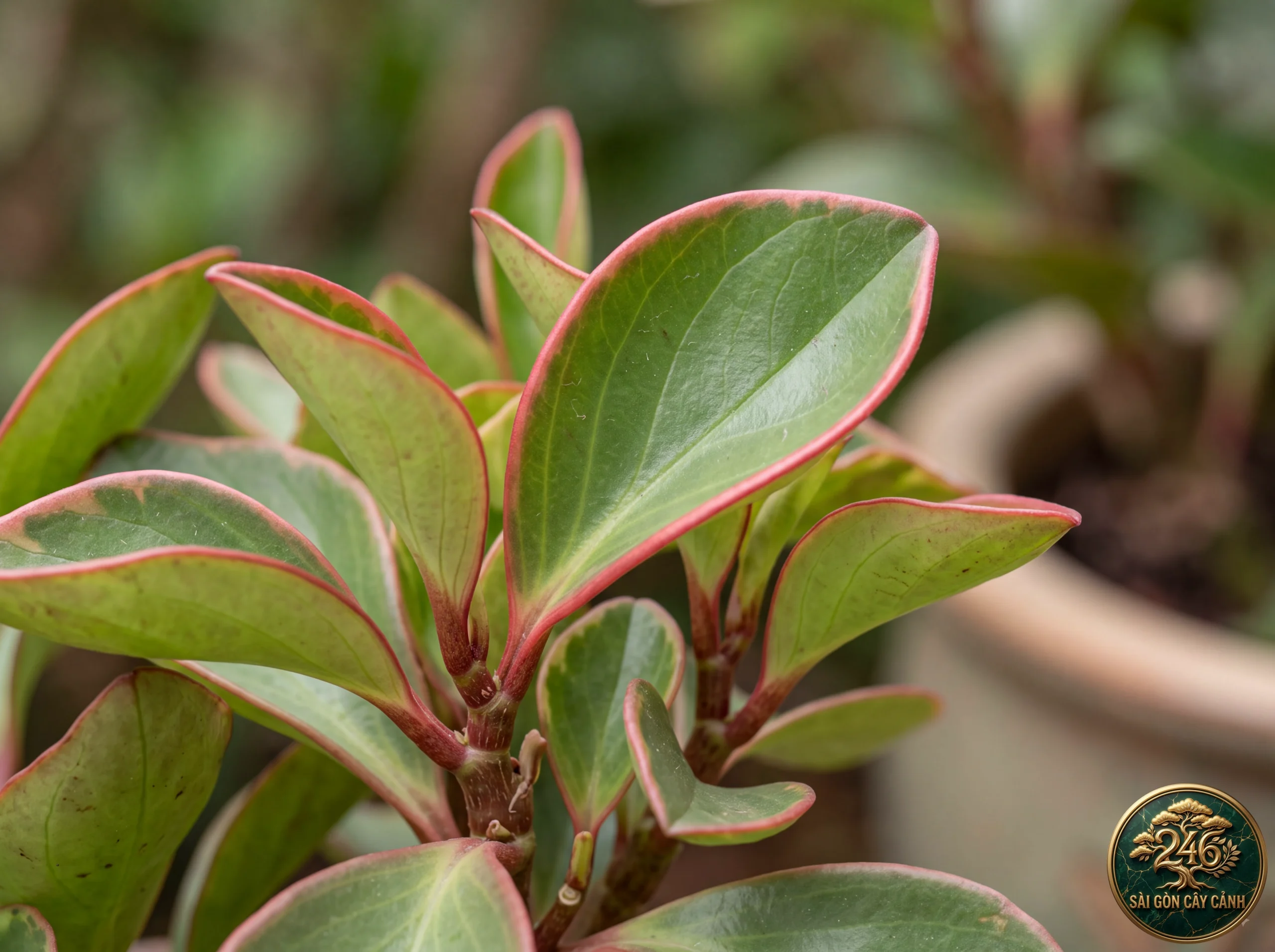 Đặc điểm nhận diện Cây trường sinh viền đỏ (Peperomia clusiifolia)