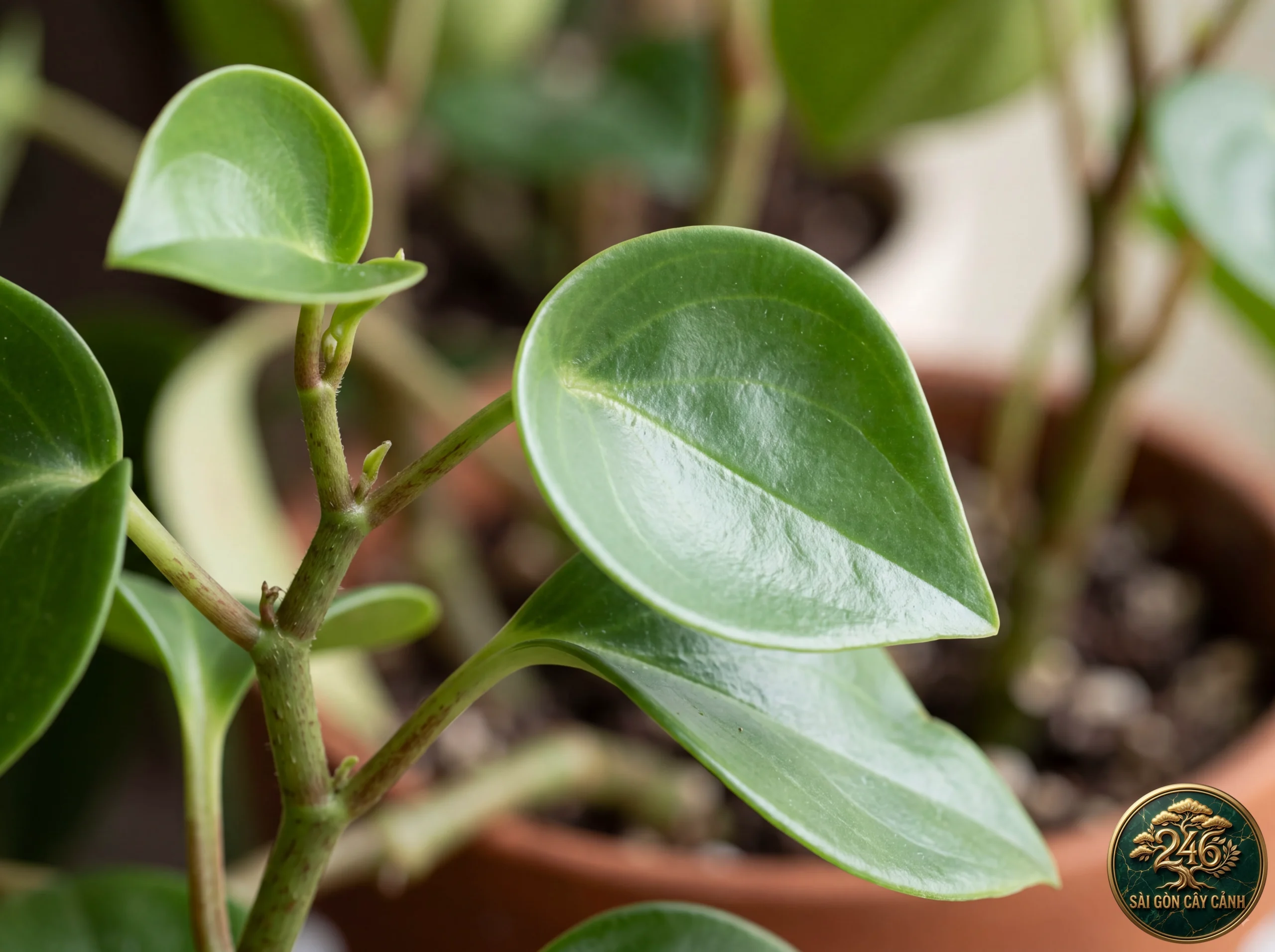 Đặc điểm nhận diện Cây trường sinh hạt mưa giọt nước (Peperomia polybotrya)