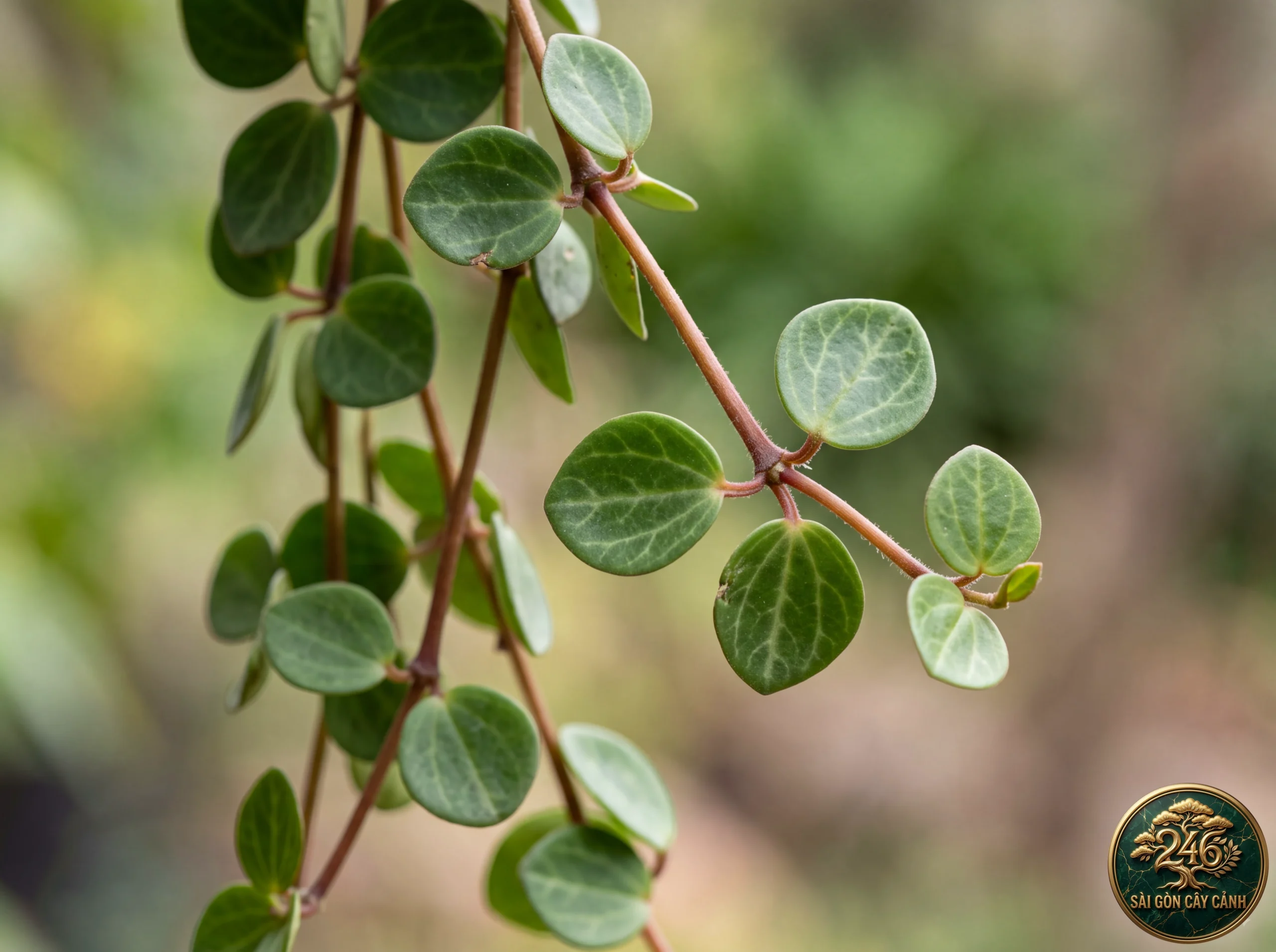 Trailing jade (Peperomia rotundifolia): identification details