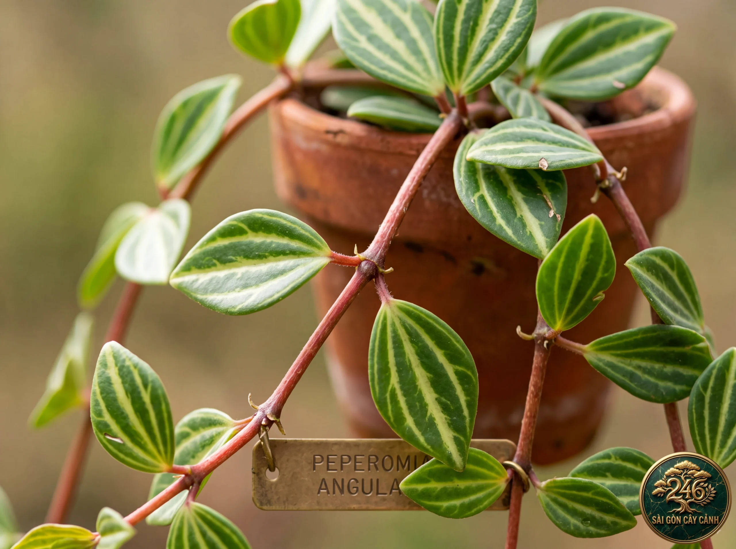 Beetle peperomia (Peperomia angulata): identification details