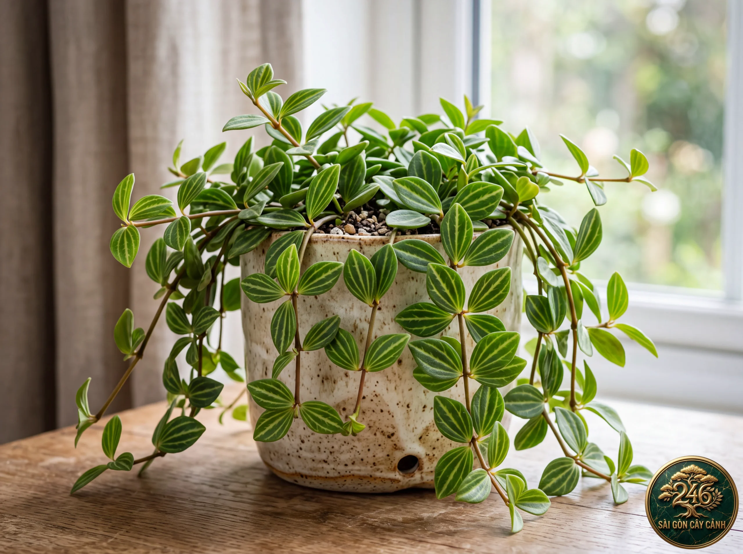 Hình ảnh hồ sơ Cây trường sinh sọc dưa (Peperomia angulata)