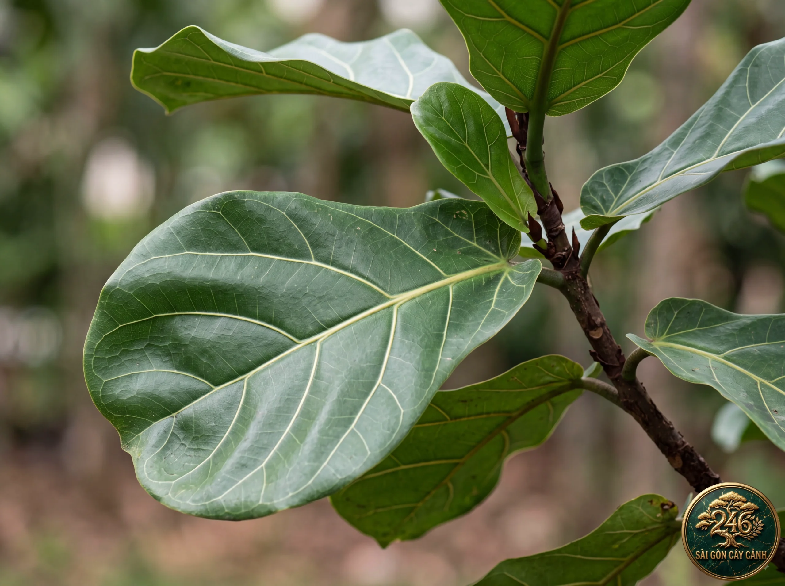 Fiddle-leaf fig (Ficus lyrata): identification details