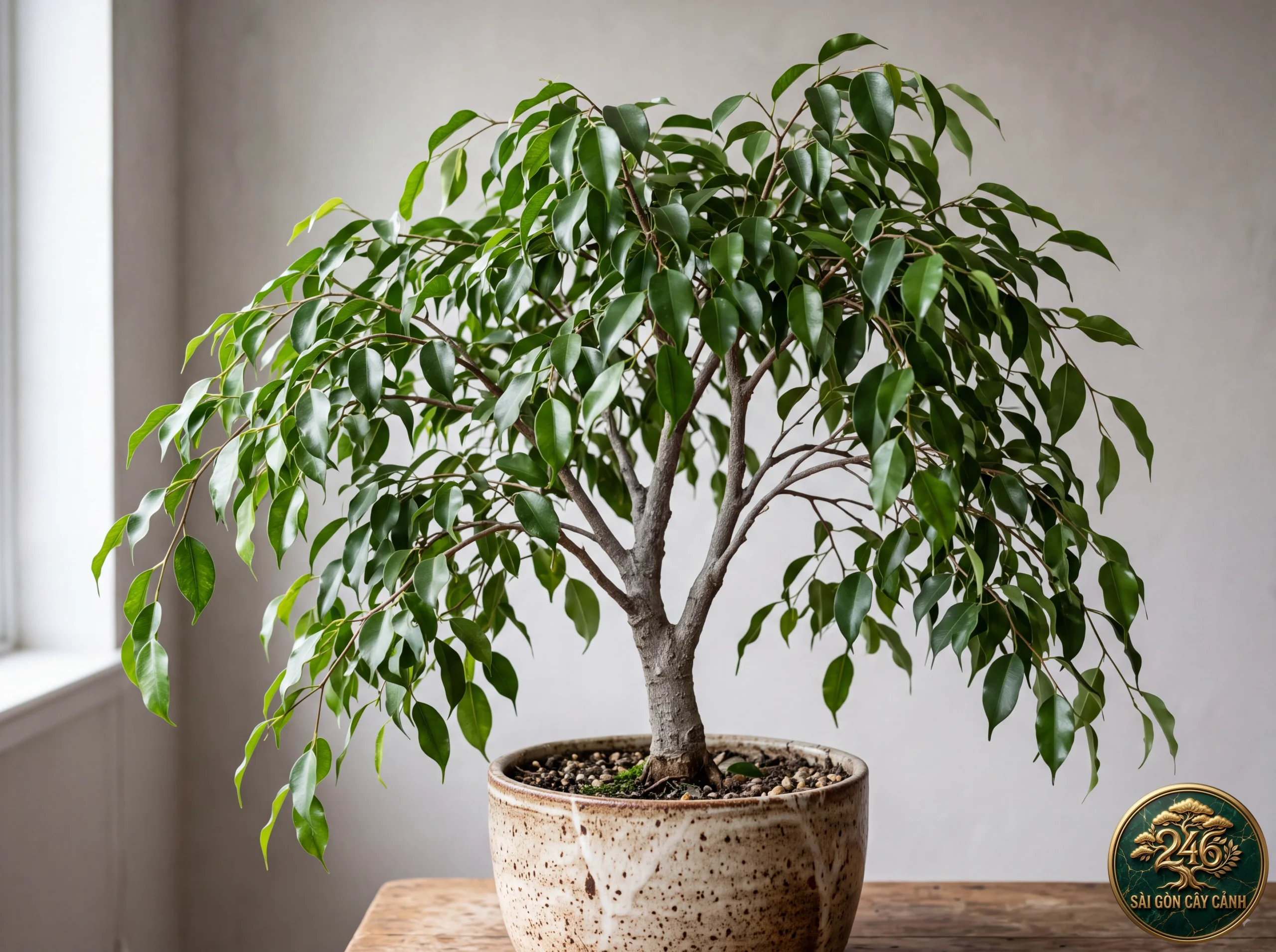 Hình ảnh hồ sơ Cây si cảnh lá liễu rủ (Ficus benjamina)