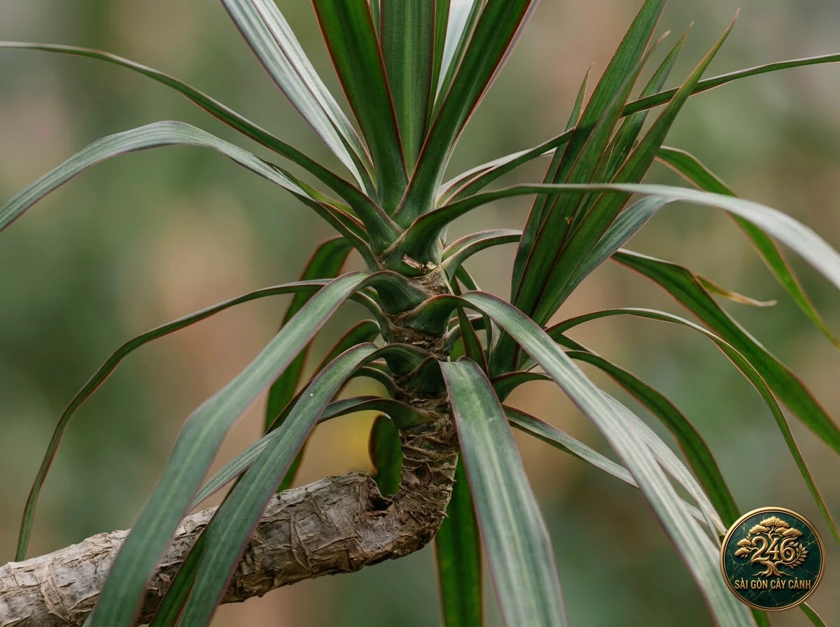 Dragon tree (Dracaena marginata): identification details
