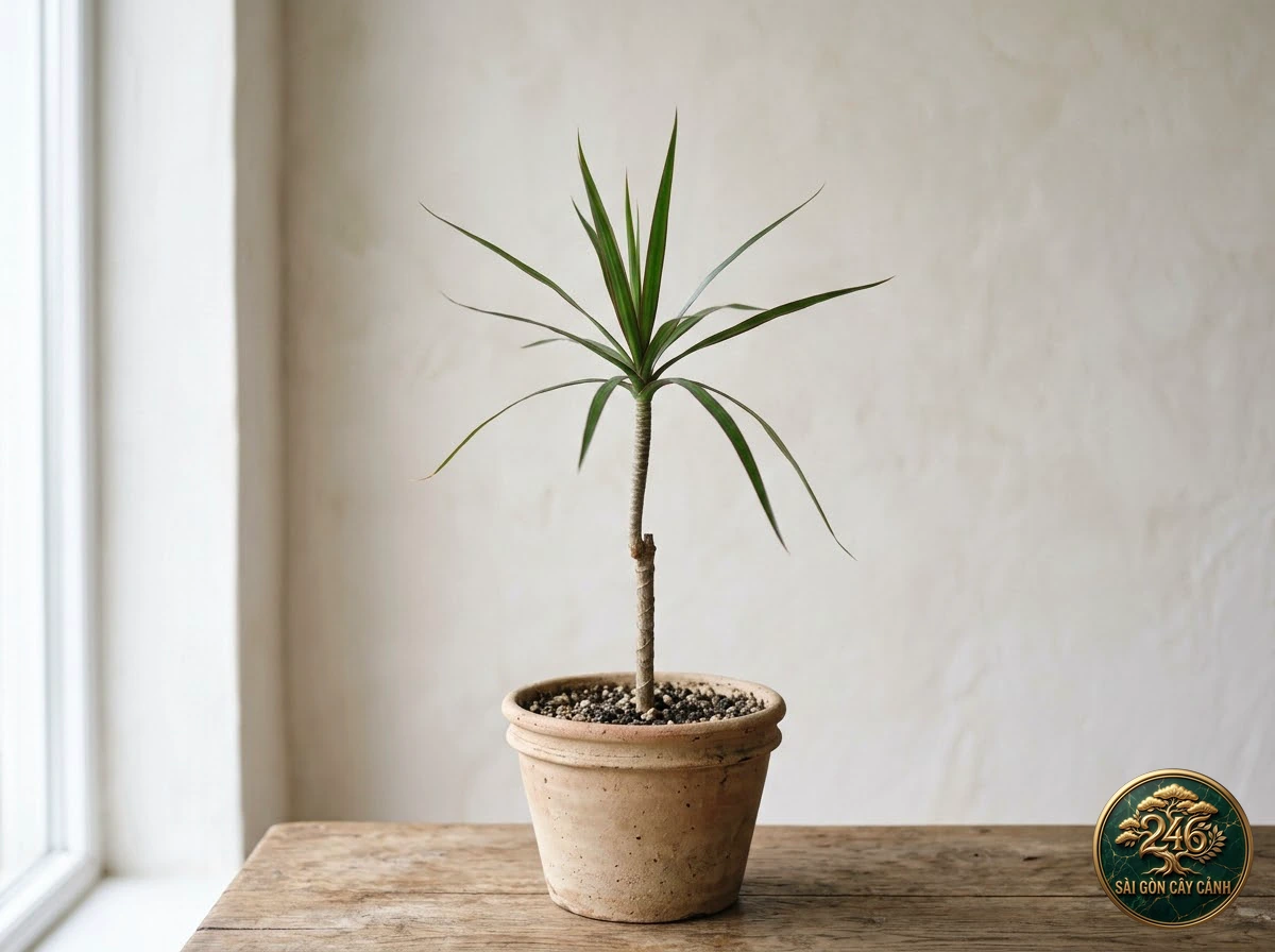 Cây phát tài thanh long viền đỏ (Dracaena marginata): dac diem nhan dien