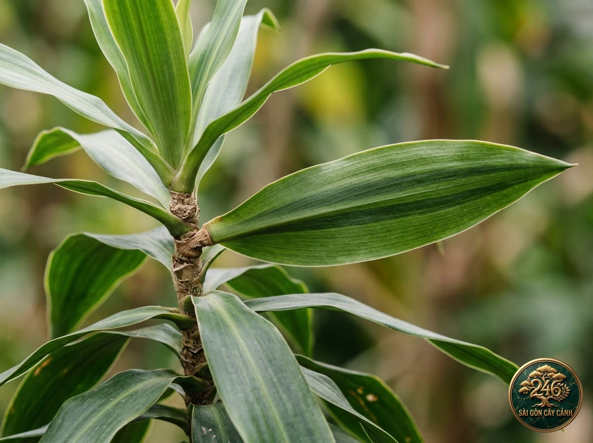 Cornstalk dracaena (Dracaena fragrans): identification details
