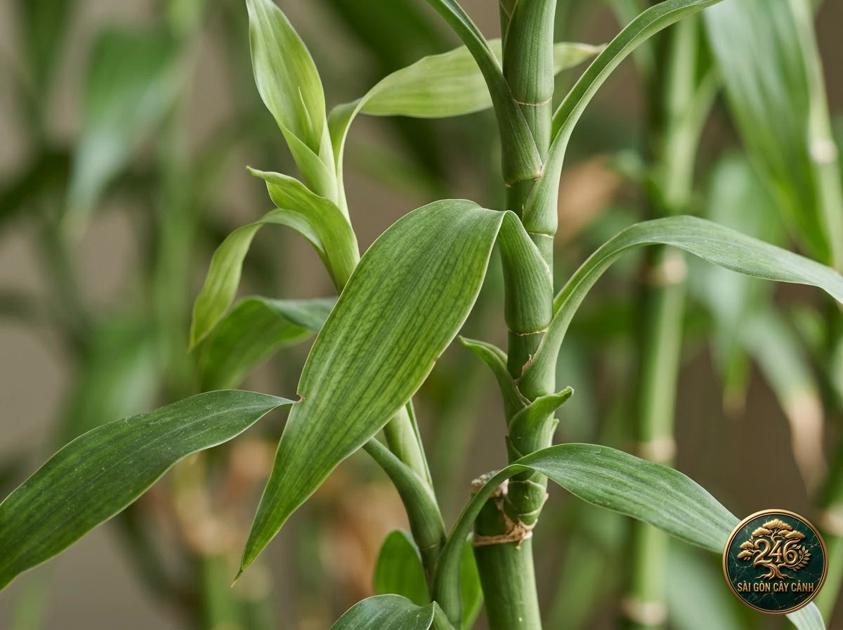Cây phát lộc phát tài may mắn (Dracaena sanderiana): dac diem nhan dien