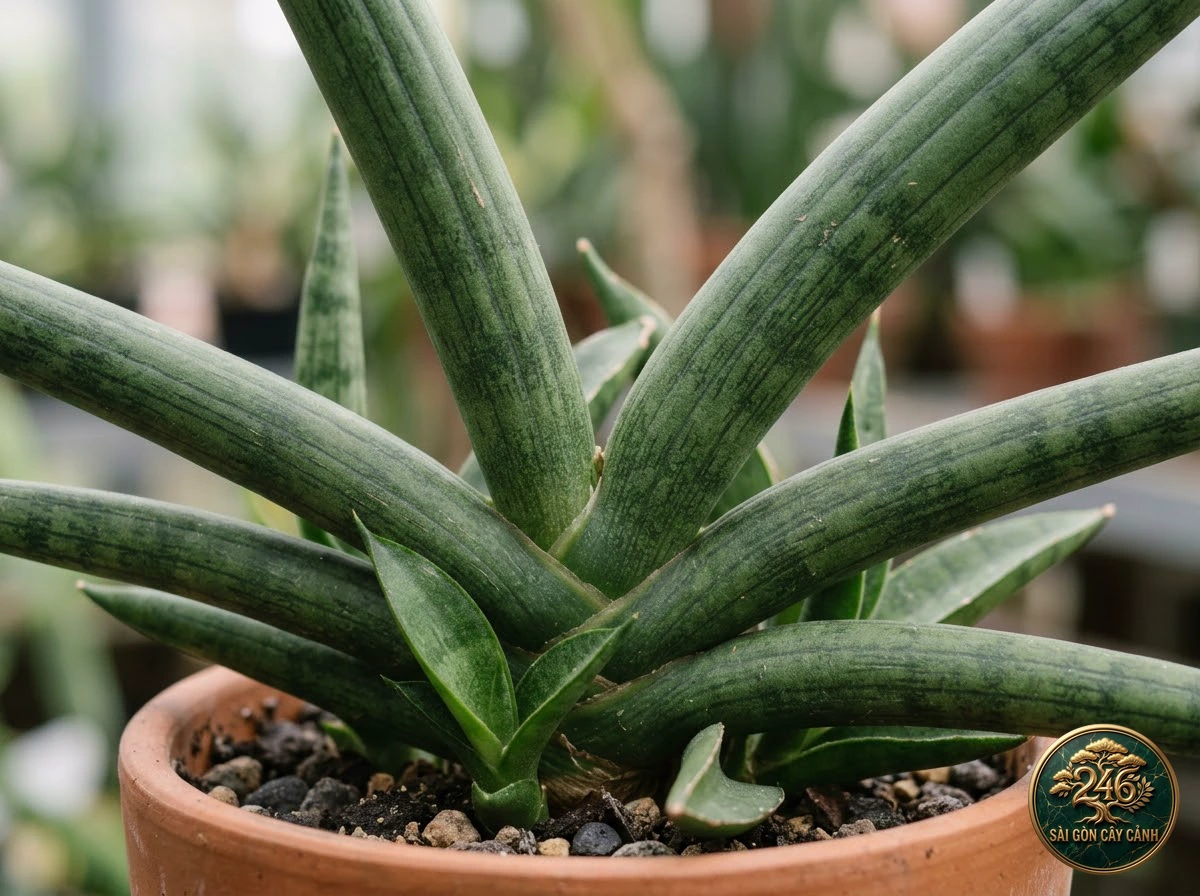 Cylindrical snake plant (Dracaena angolensis): identification details