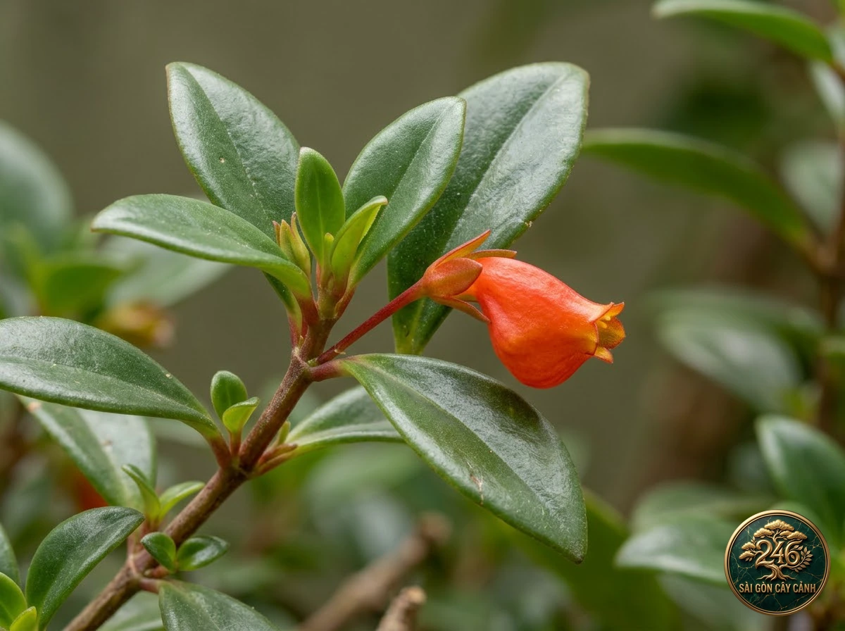 Cây hoa cá vàng trườn (Nematanthus wettsteinii): dac diem nhan dien