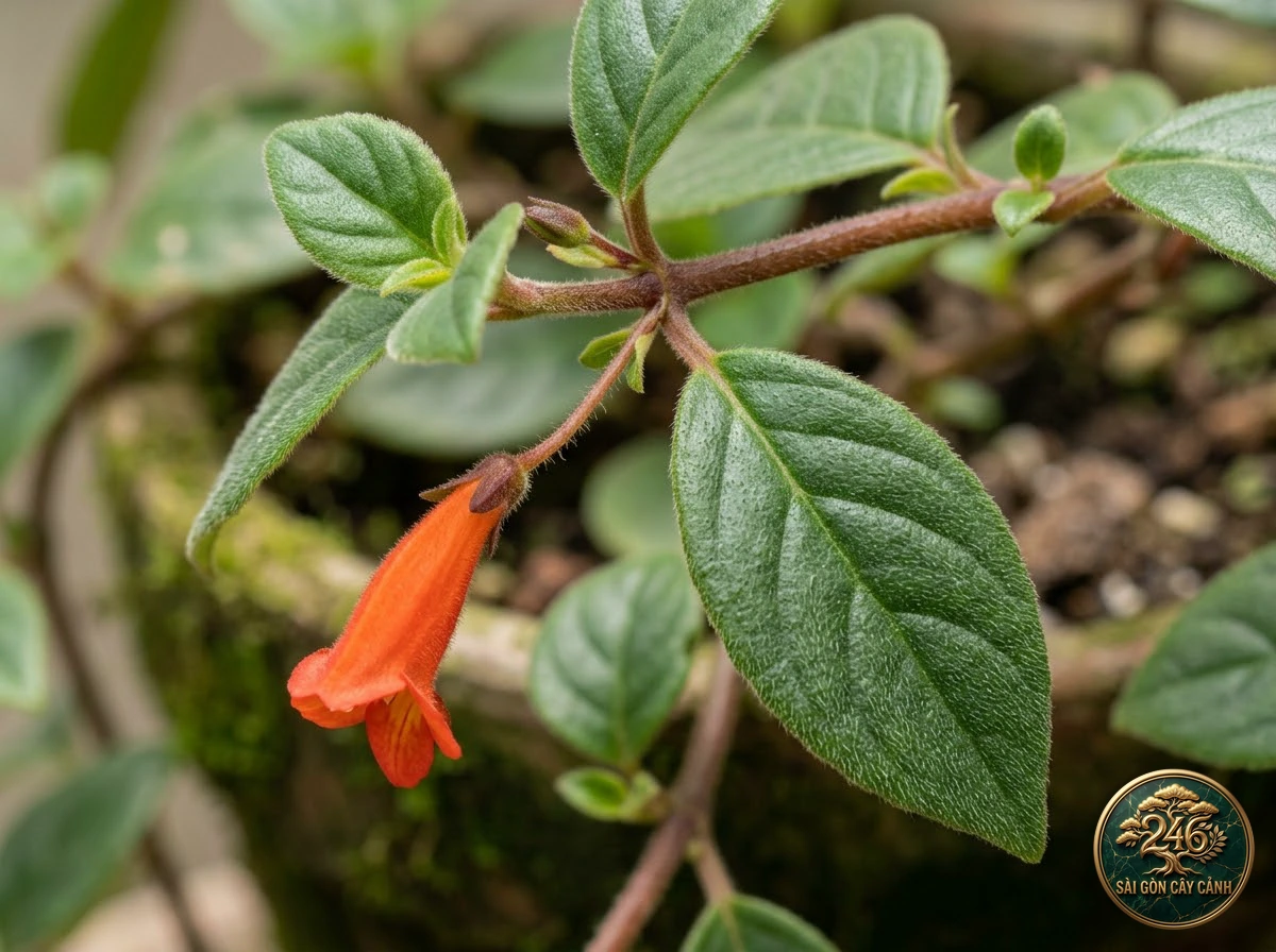Cây hoa cá vàng bay (Columnea gloriosa): dac diem nhan dien