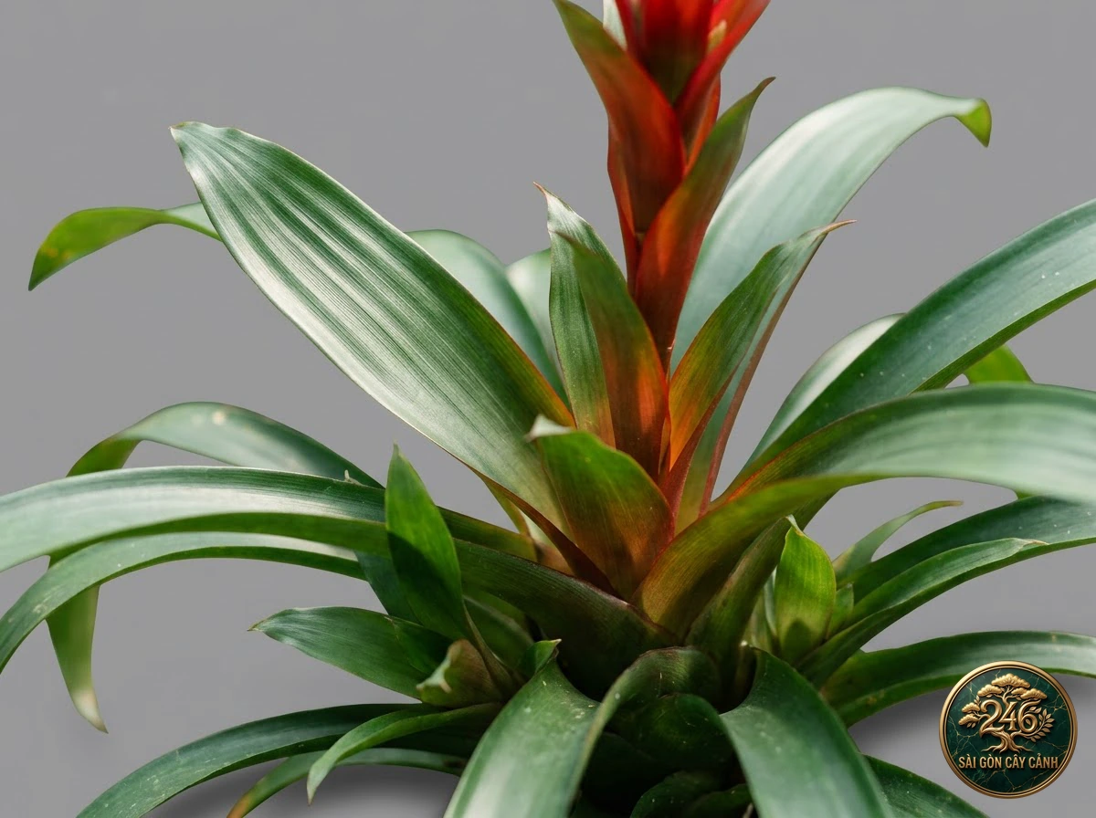 Cây phong lộc hoa đỏ cam (Guzmania lingulata): dac diem nhan dien