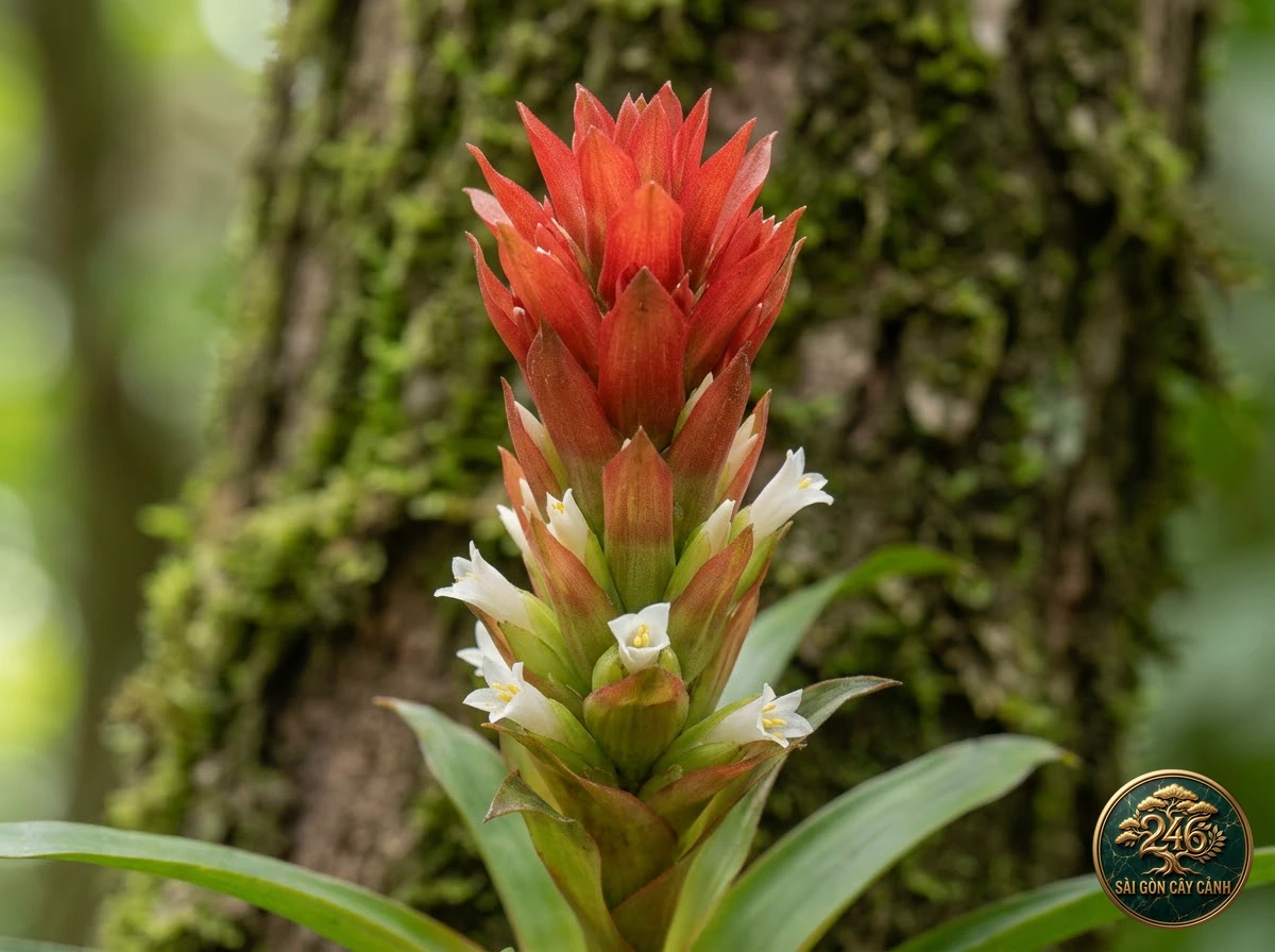 West Indian tufted airplant (Guzmania monostachia): identification details