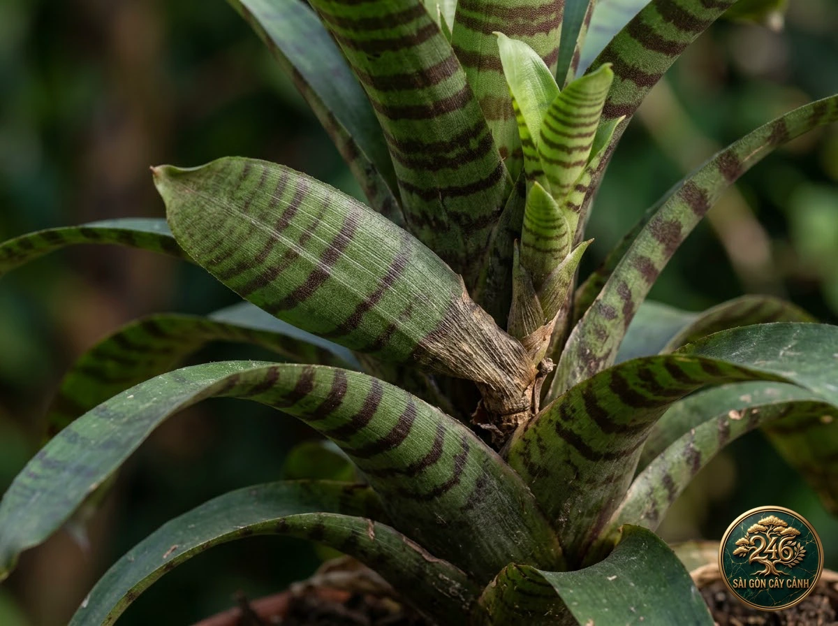 Cây kiếm lửa vằn hổ (Vriesea splendens): dac diem nhan dien