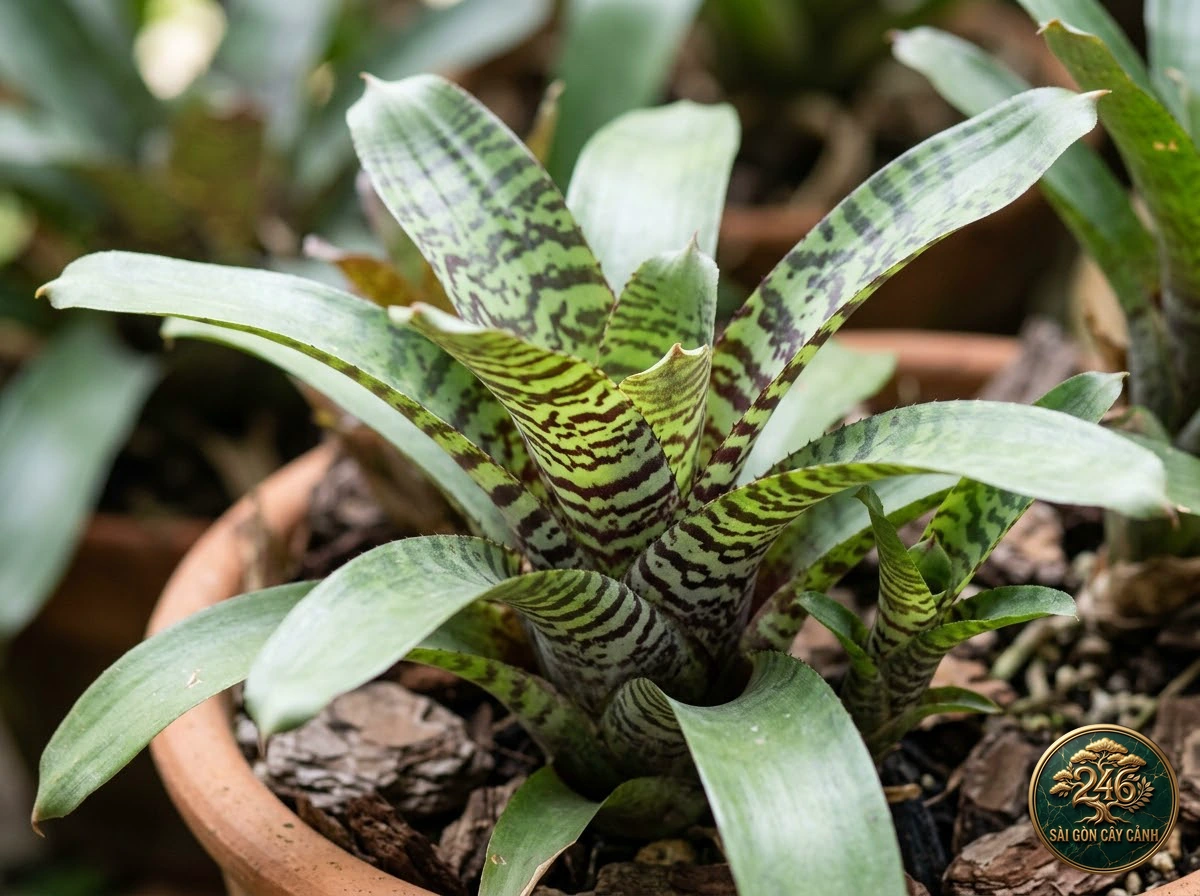 King of bromeliads (Vriesea hieroglyphica): identification details