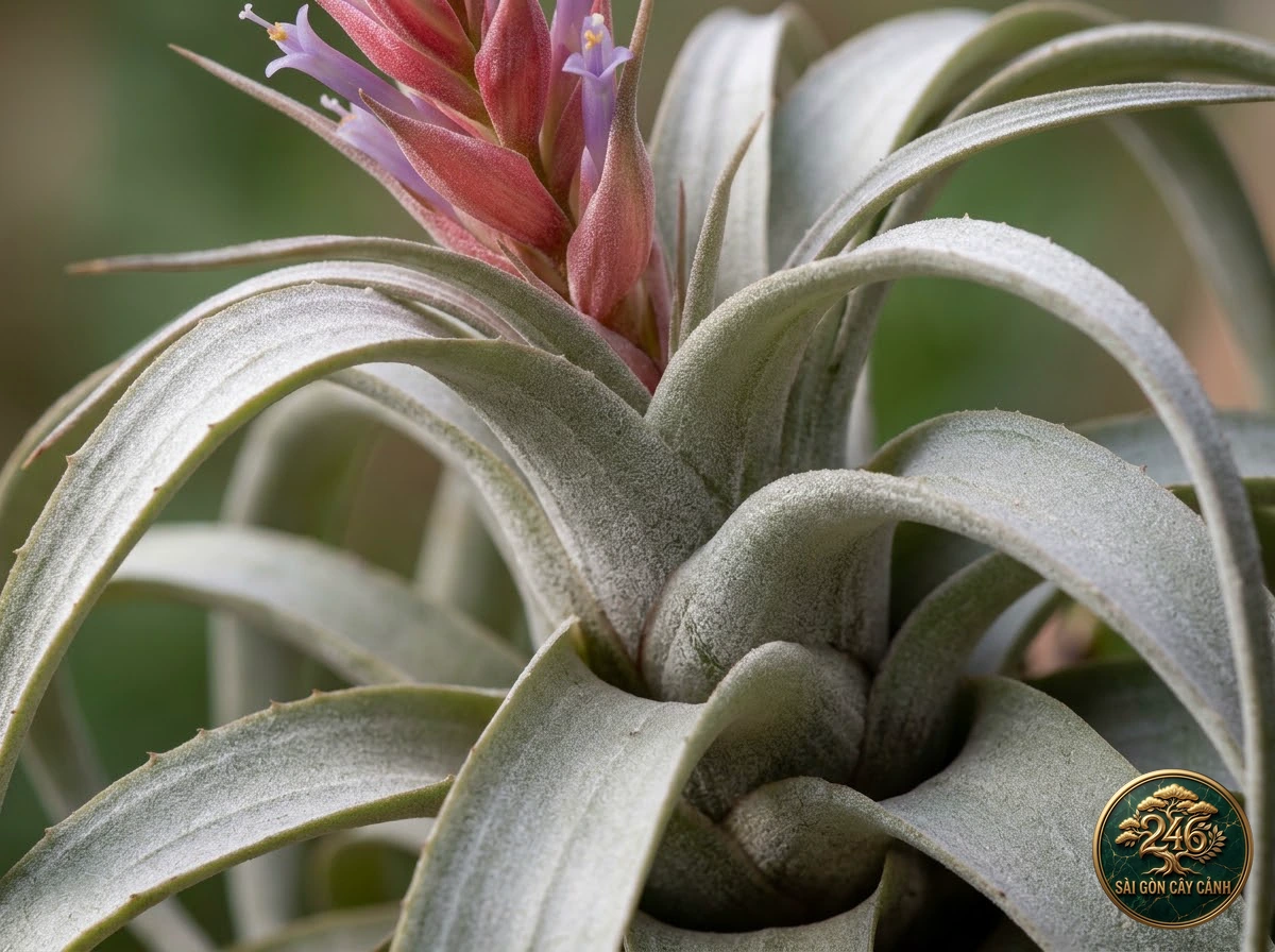 Queen of airplants (Tillandsia xerographica): morphological identification