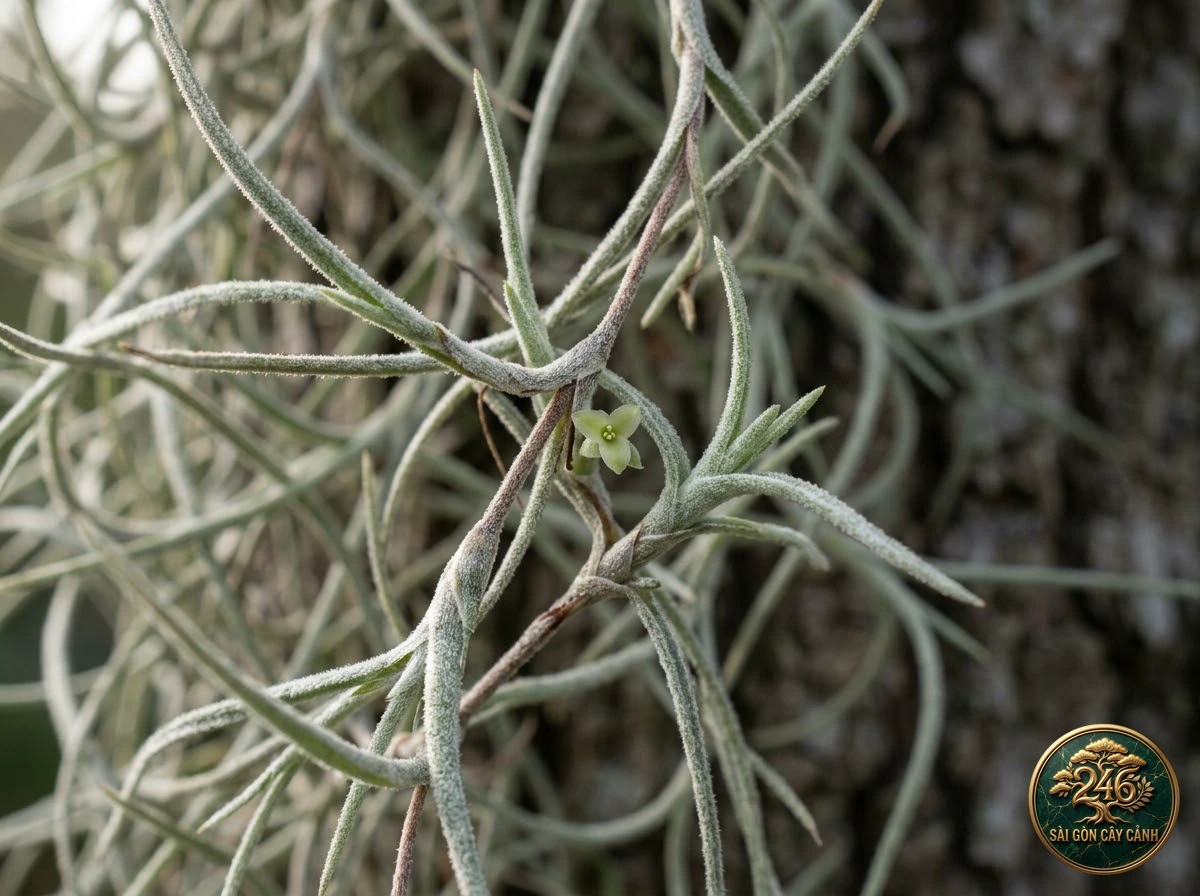 Spanish moss (Tillandsia usneoides): morphological identification