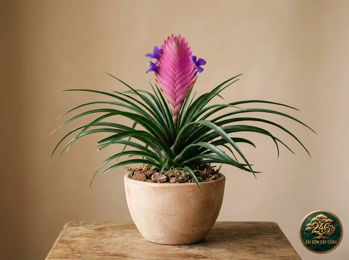 Cây dứa đuôi gà hoa lam (Tillandsia cyanea): hình ảnh hồ sơ