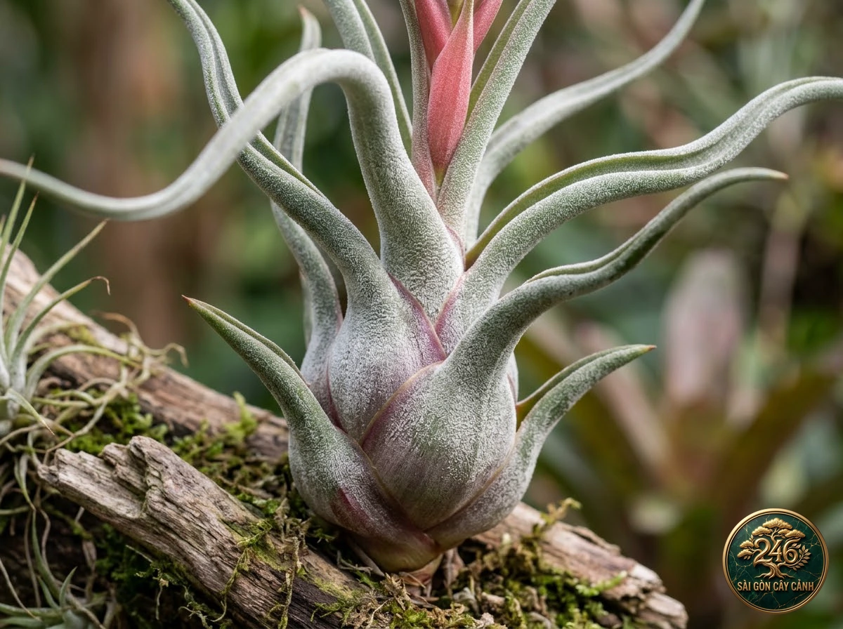 Cây không khí đầu rắn medusa (Tillandsia caput-medusae): đặc điểm nhận diện