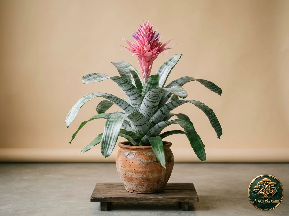 Cây dứa sao bạc hoa hồng (Aechmea fasciata): hình ảnh hồ sơ