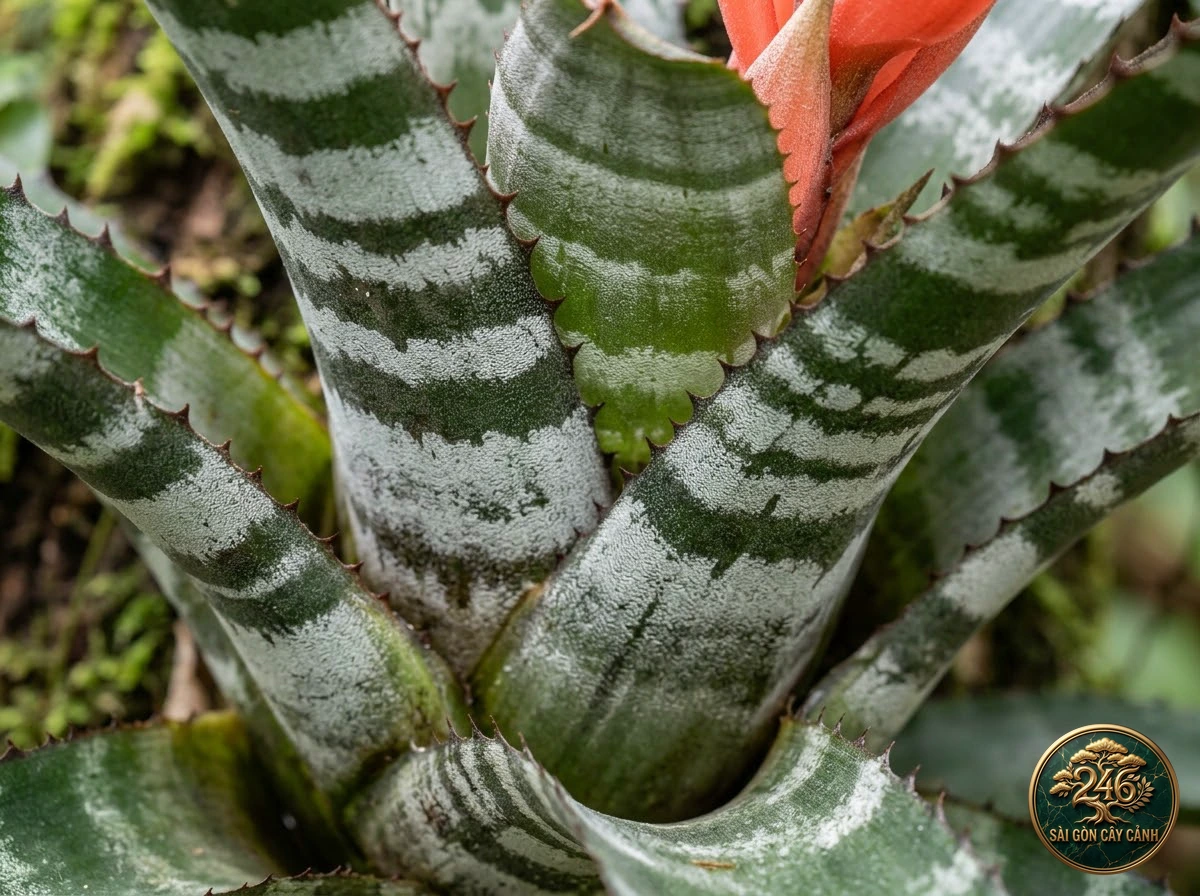 Amazonian zebra plant (Aechmea chantinii): morphological identification