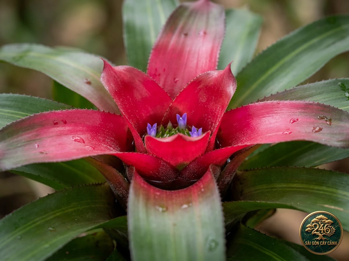Cây dứa tim đỏ rực rỡ (Neoregelia carolinae): đặc điểm nhận diện